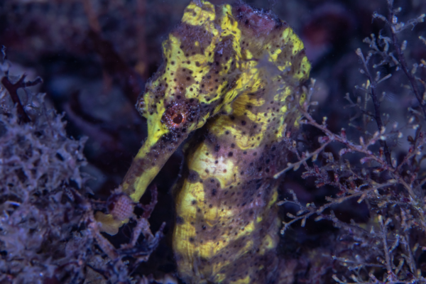 Seahorse